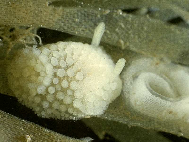 Onchidoris muricata